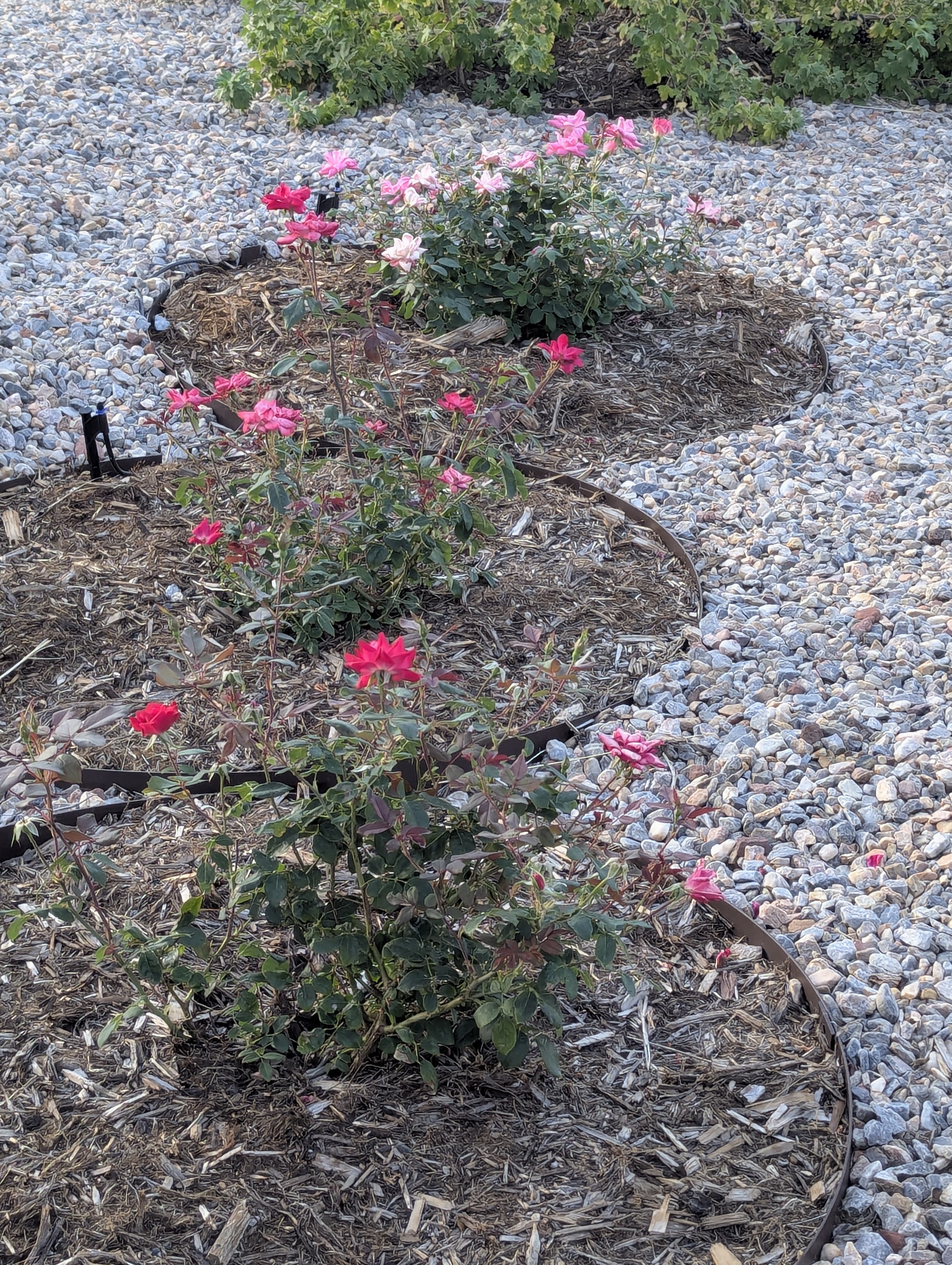 Garden, Morrison, Colorado